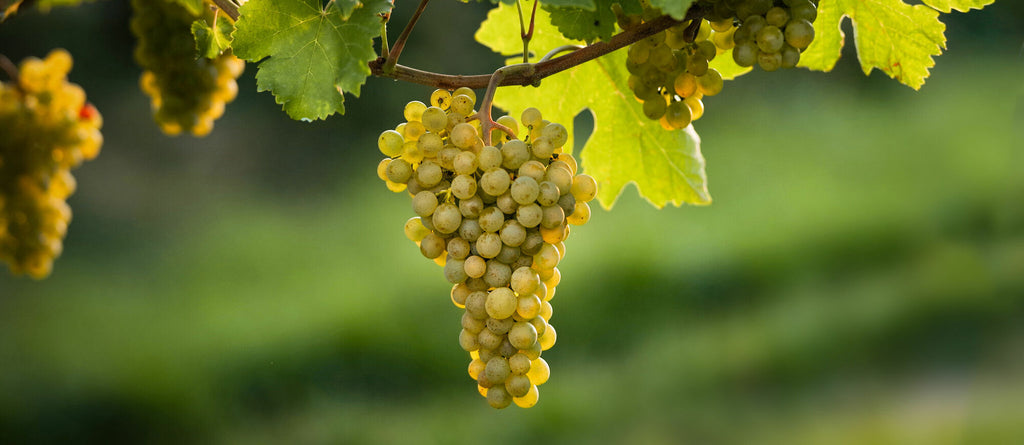 Gruner Veltliner grapes from Austria