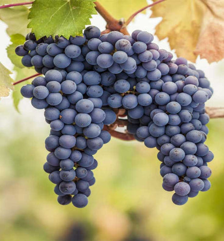 Pinot Noir grapes