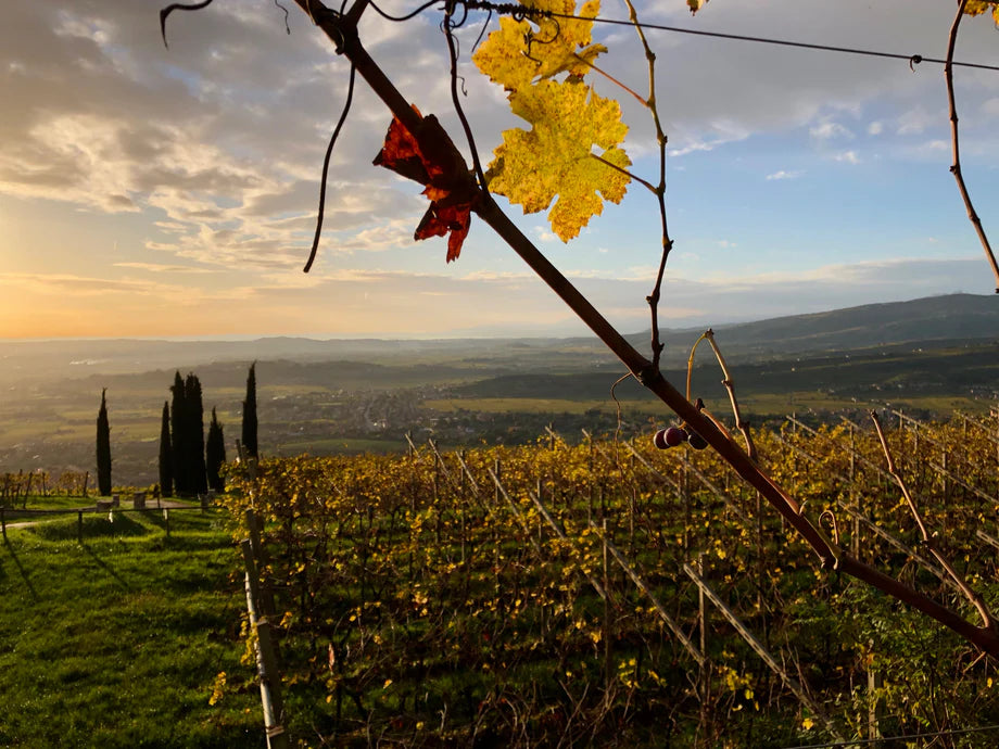 New Allotment exclusive: Le Ragose, Valpolicella