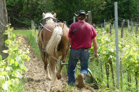 Château Tire Pé - DieM