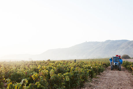 Vineyards of Contino in Rioja