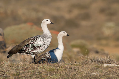 Caiquén geese, who fly between Argentina and Chile, over the Andes.