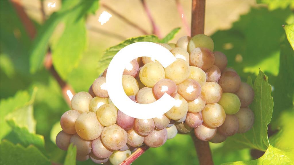 The ultimate A-Z of grapes. C is for...