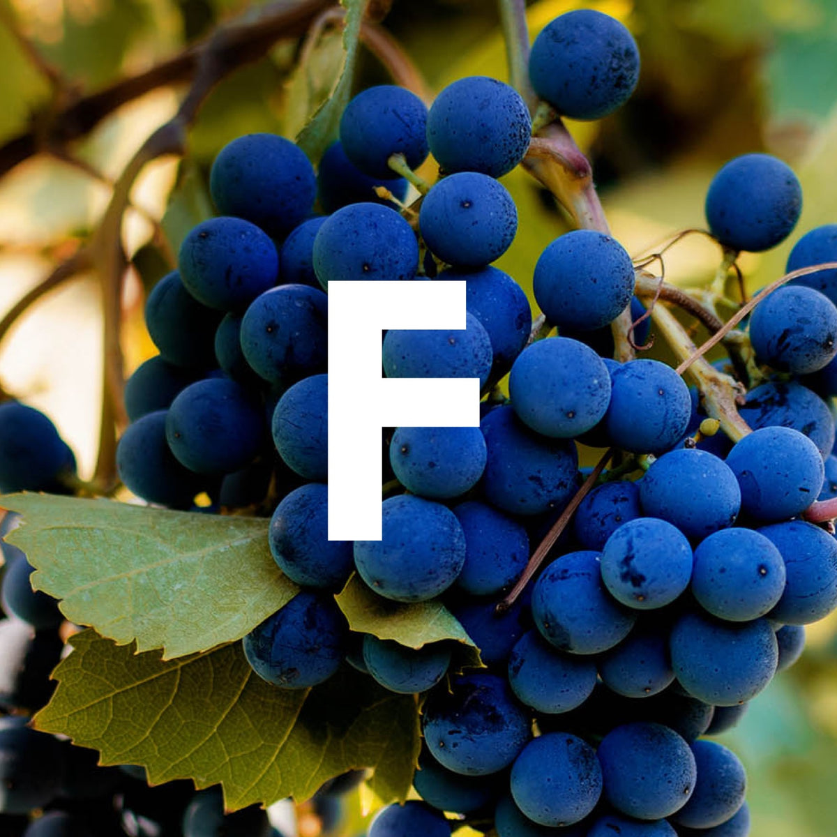 The ultimate A-Z of grapes. F is for... – The Allotment Wine Company