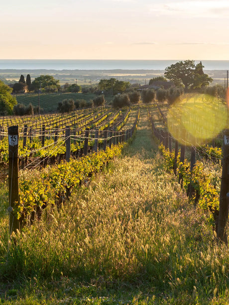 Wines of Ornellaia
