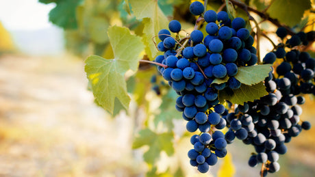 Nebbiolo