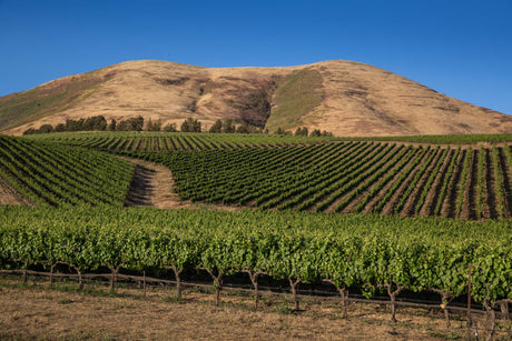 Wines priced between €20 and €30