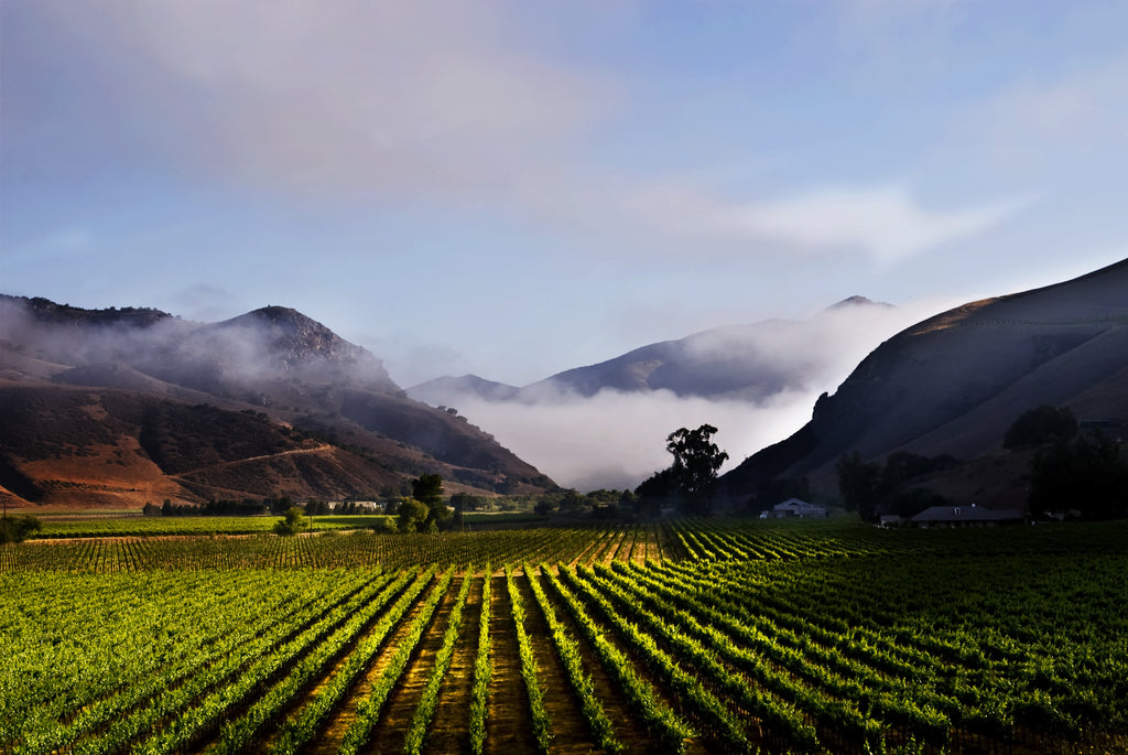 Wines for the house... and your pocket