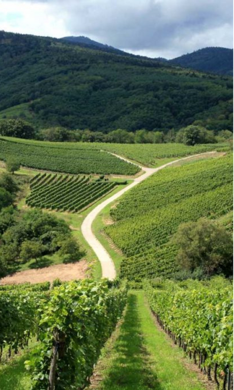Grower Champagne