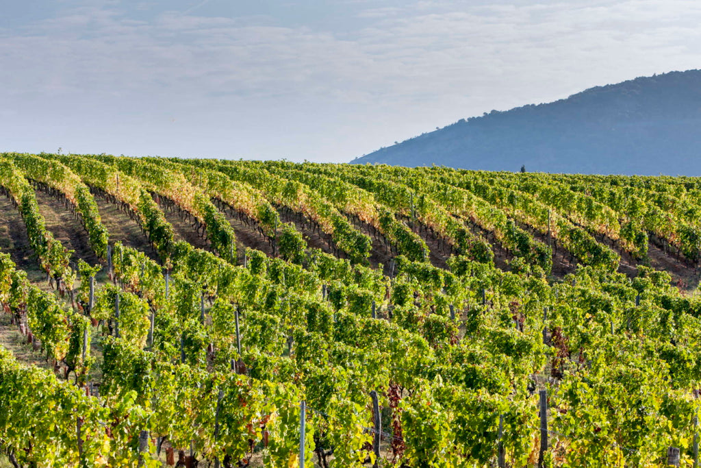 Rhône Valley Wines