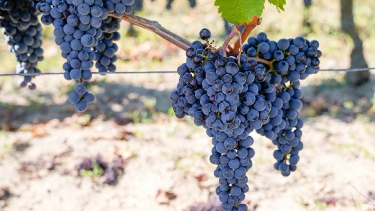 Cabernet Franc