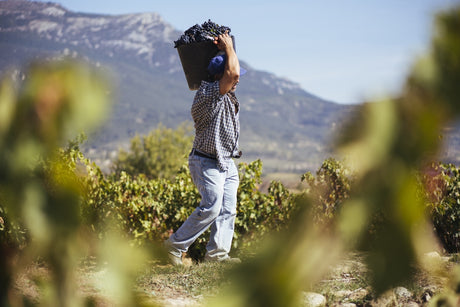 Organic & Biodynamic Wines