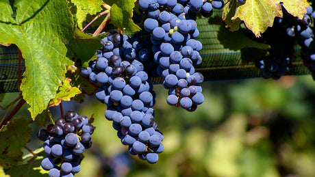 Malbec