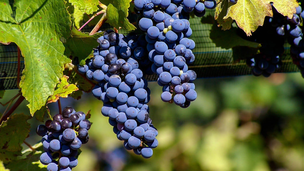 Malbec