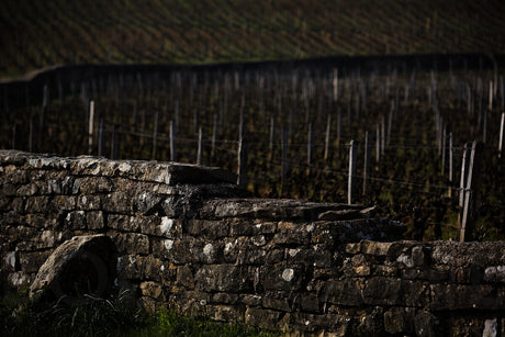 Wines from Burgundy