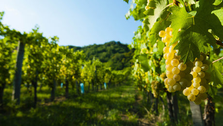 Riesling