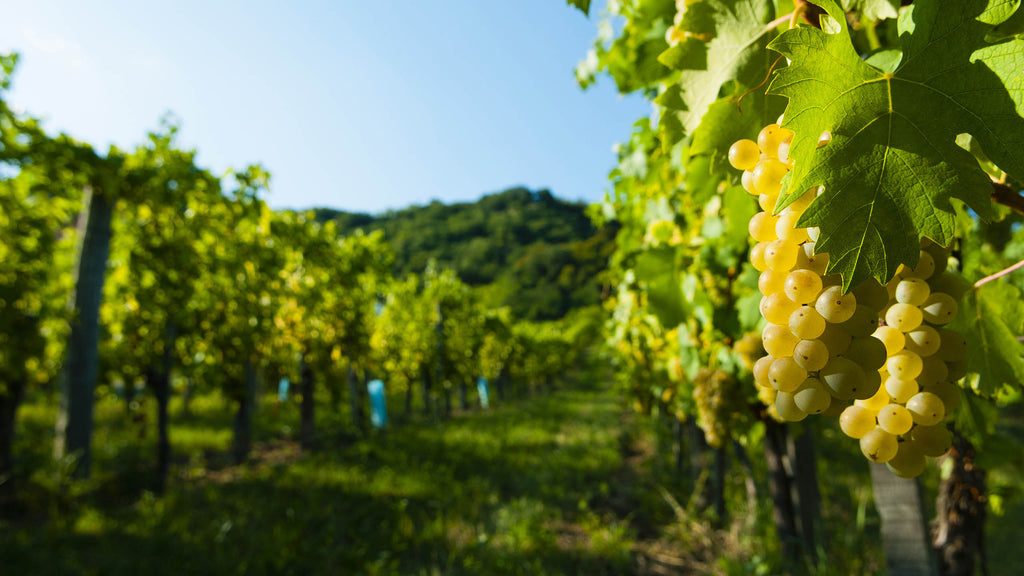 Riesling