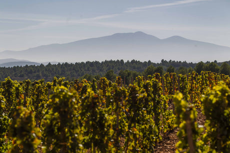 Rioja Wines