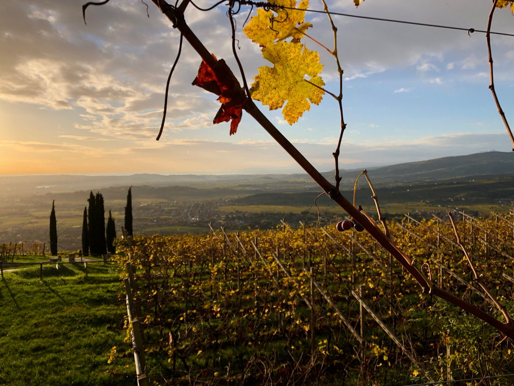 Wines of Le Ragose, Valpolicella