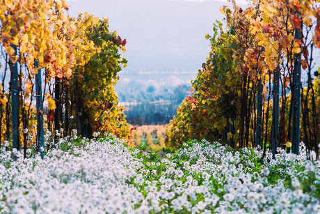 Vineyards of Maison Ventenac in Cabardès