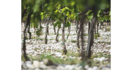 The Wines of Antinori