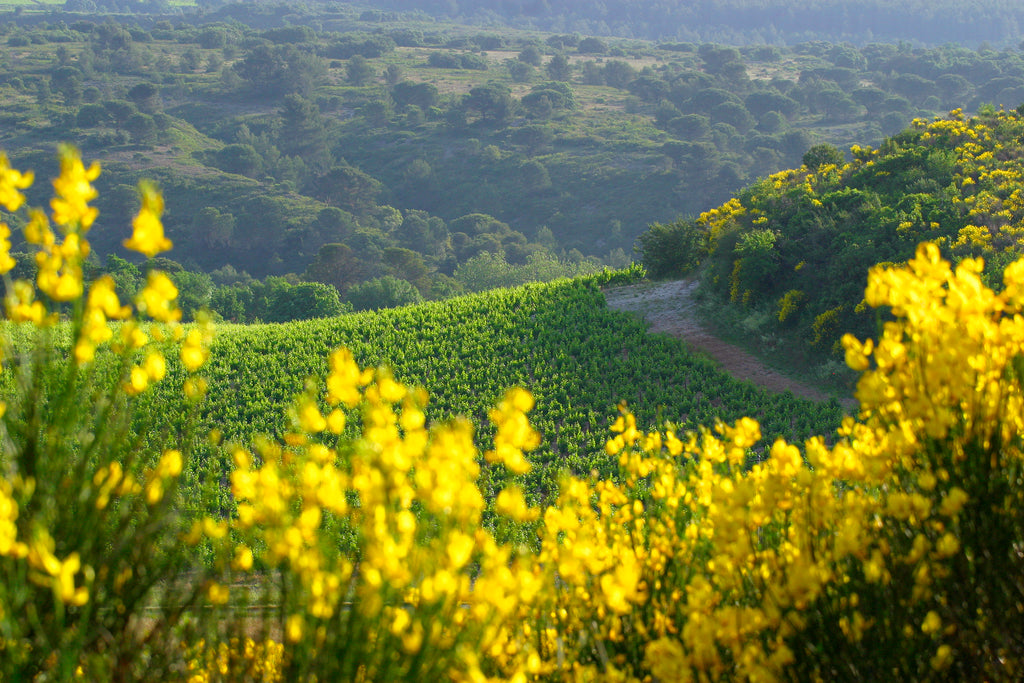 Wines from the South of France