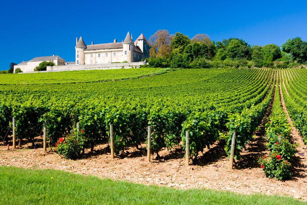 A French vineyard with a chateau in the background