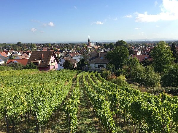 German wine