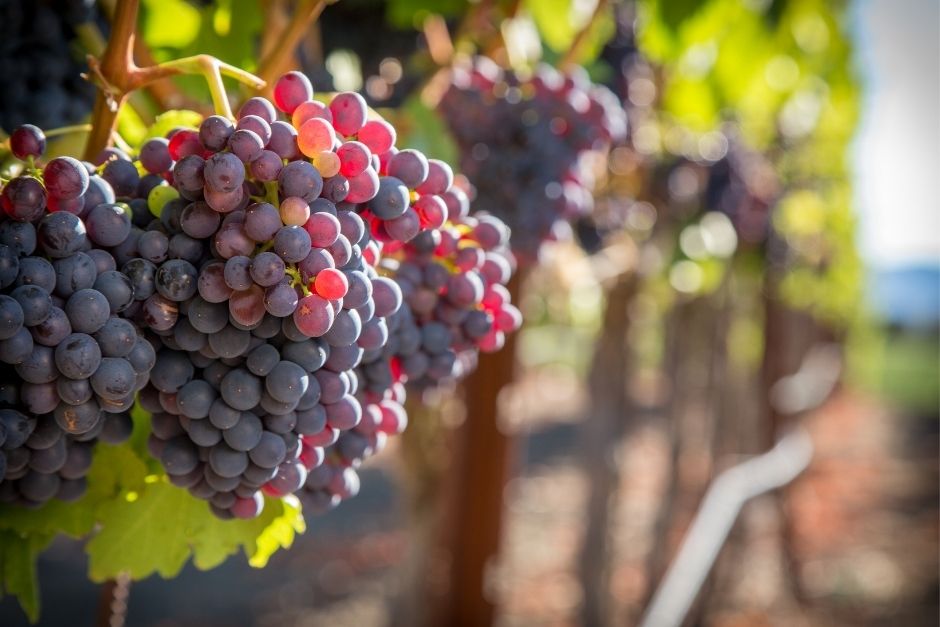 Garnacha/Grenache