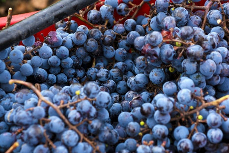 Merlot