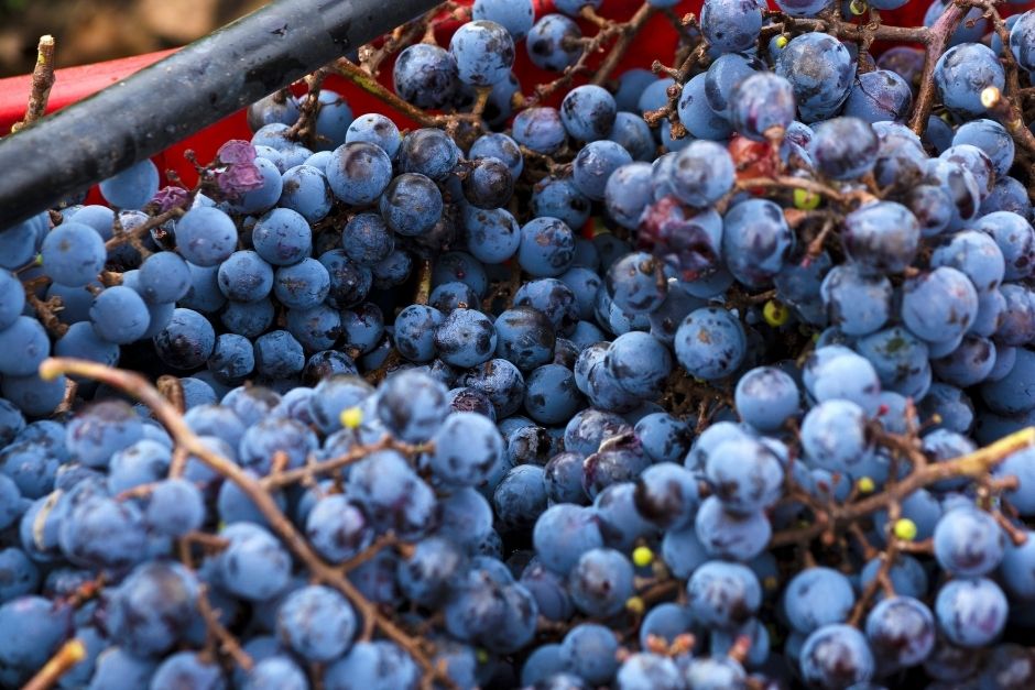 Merlot