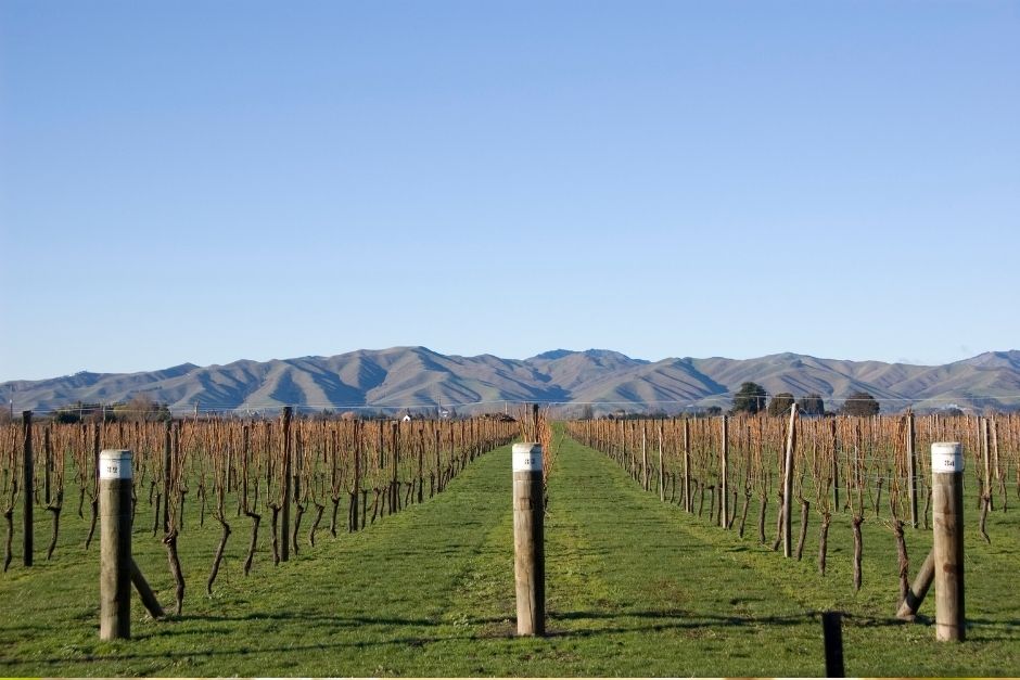 New Zealand wines