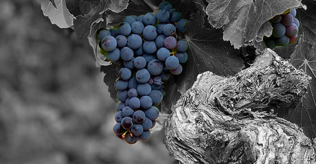 Wines of De Alto, Rioja