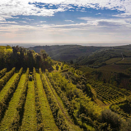 Vineyards of Pieropan in Soave