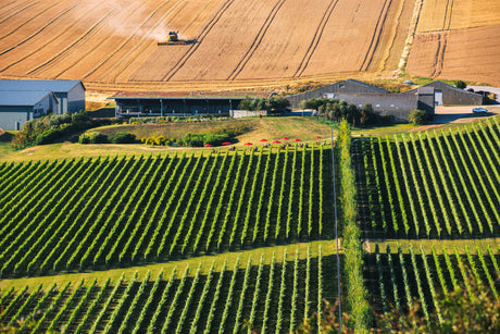 Rathfinny Wines from England