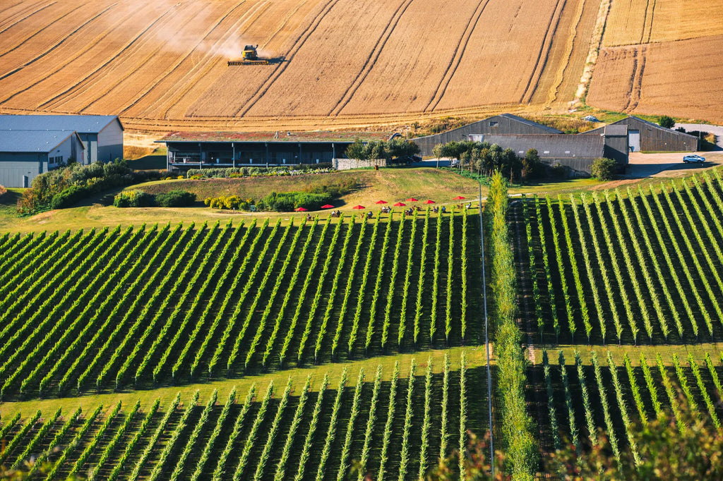 Rathfinny Wines from England