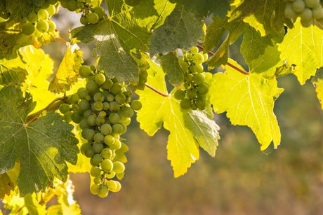 Sauvignon Blanc