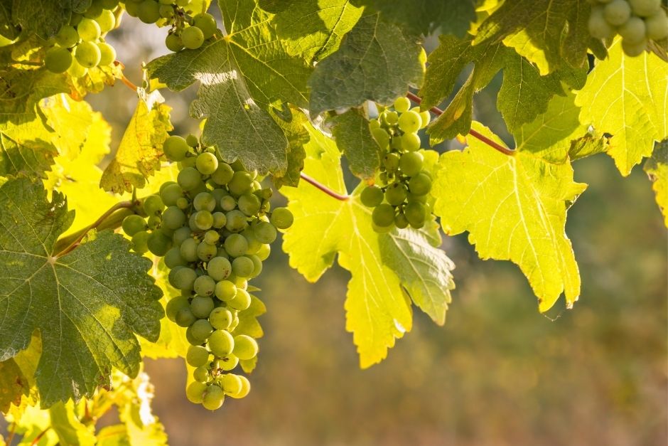 Sauvignon Blanc