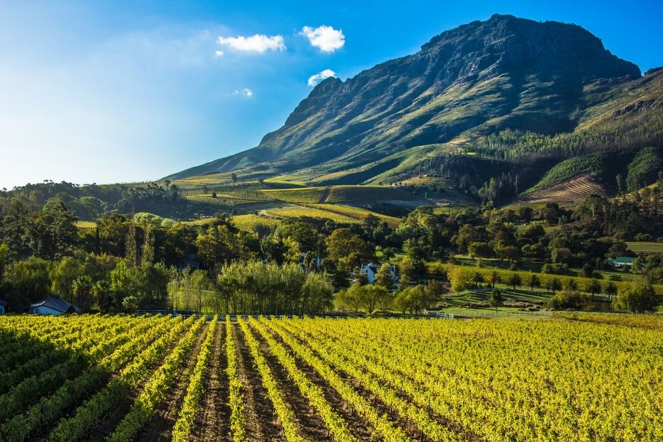 South African Wines