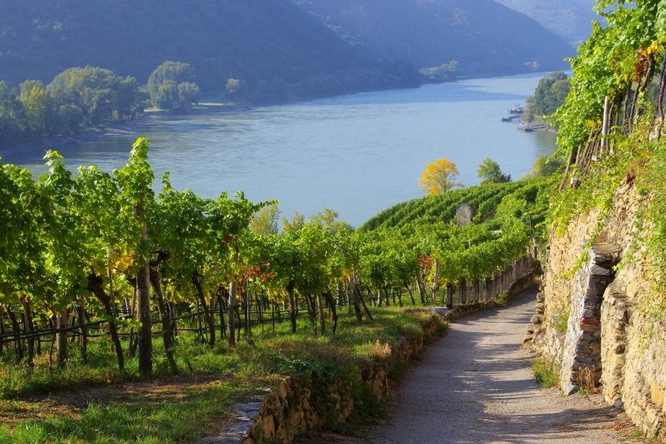 Austrian Wine