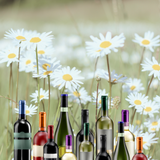 The Allotment's "Mixed Seeds Half Bottles" Mixed Case - 12 half bottles